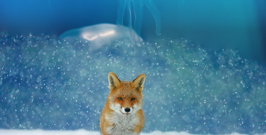 Autentic commissions Go Button Media to explore The Animal Within