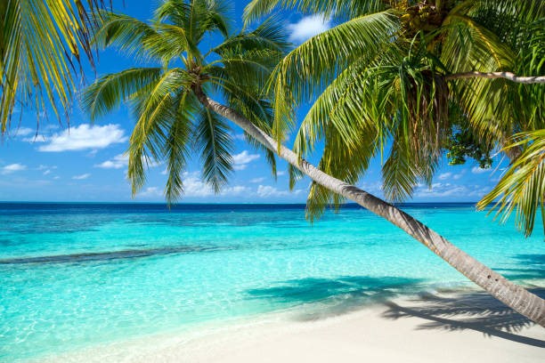 Natpe 2023 moves to Bahamas - announced today at Natpe Budapest