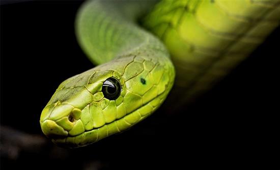 Bomanbridge Media Secures Co-Production Pact and Major Broadcast Partners for The Secret World of Snakes