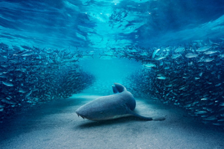 BBC Studios Secures a Wave of Pre-Sales for