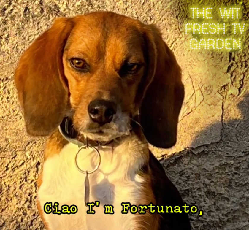 Formatbiz is pleased to present The Wit Fresh TV Garden 