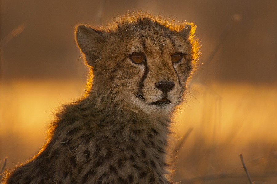 Fremantle Secures France TV Presale for Premium Wildlife Series An Hour on Earth
