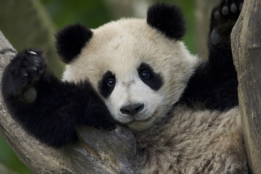 Fremantle Expands Factual Slate with Panda School and Secret Weapons of China’s First Emperor