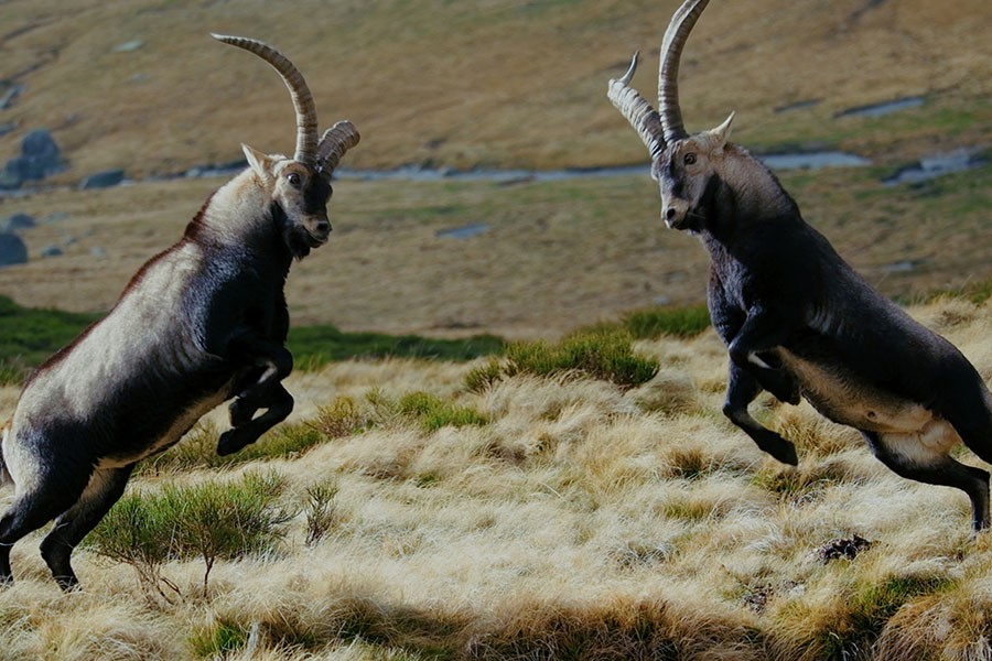 Limonero Films to distribute Into the Wild catalogue