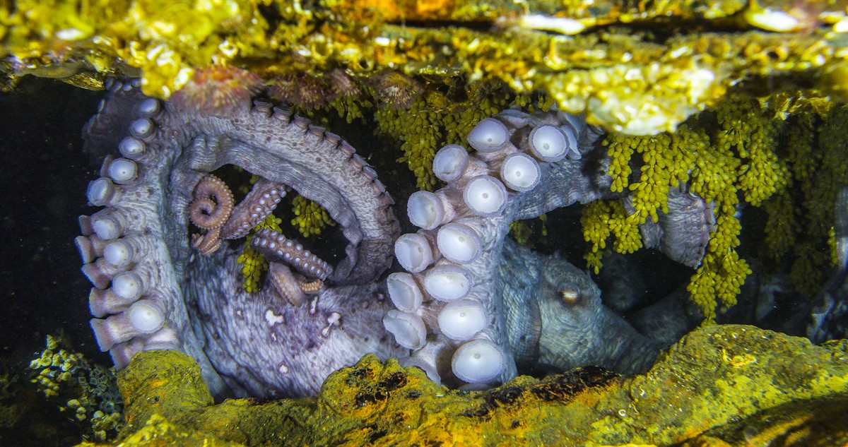 ZDF Enterprises global distributor for stunning new wildlife documentary In Touch with a Giant Pacific Octopus