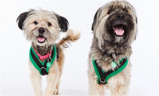 Spain Adopts The Dog House From All3Media International