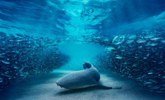 BBC Studios Secures a Wave of Pre-Sales for 