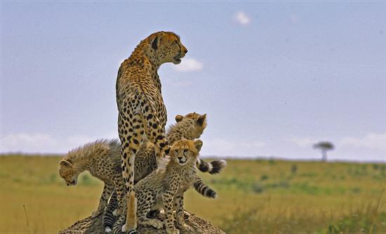 Bomanbridge Media Acquires the DocLights Wildlife Library