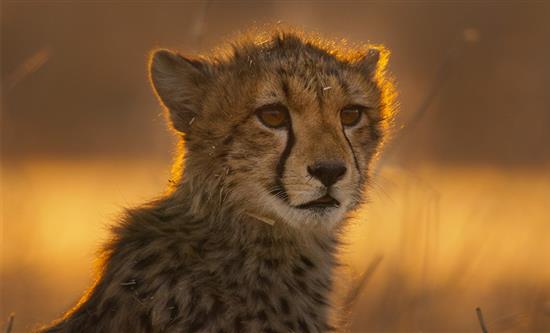 Fremantle Secures France TV Presale for Premium Wildlife Series An Hour on Earth