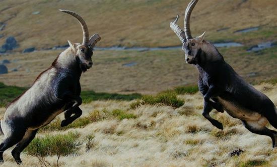 Limonero Films to distribute Into the Wild catalogue