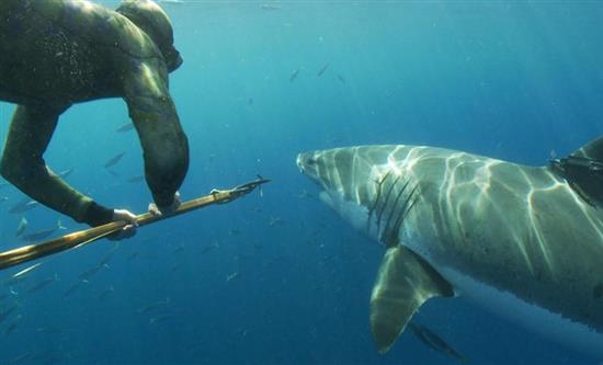 Little Dot Studios and ZDF Studios Strengthen Strategic Content Alliance