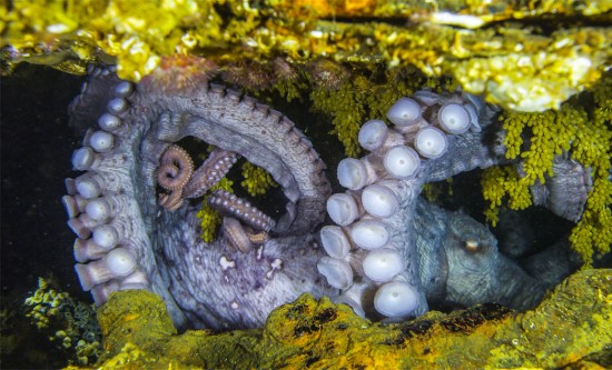 ZDF Enterprises global distributor for stunning new wildlife documentary In Touch with a Giant Pacific Octopus